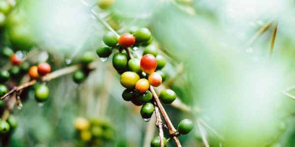 Red, green and yellow coffee cherries growing on a plant.